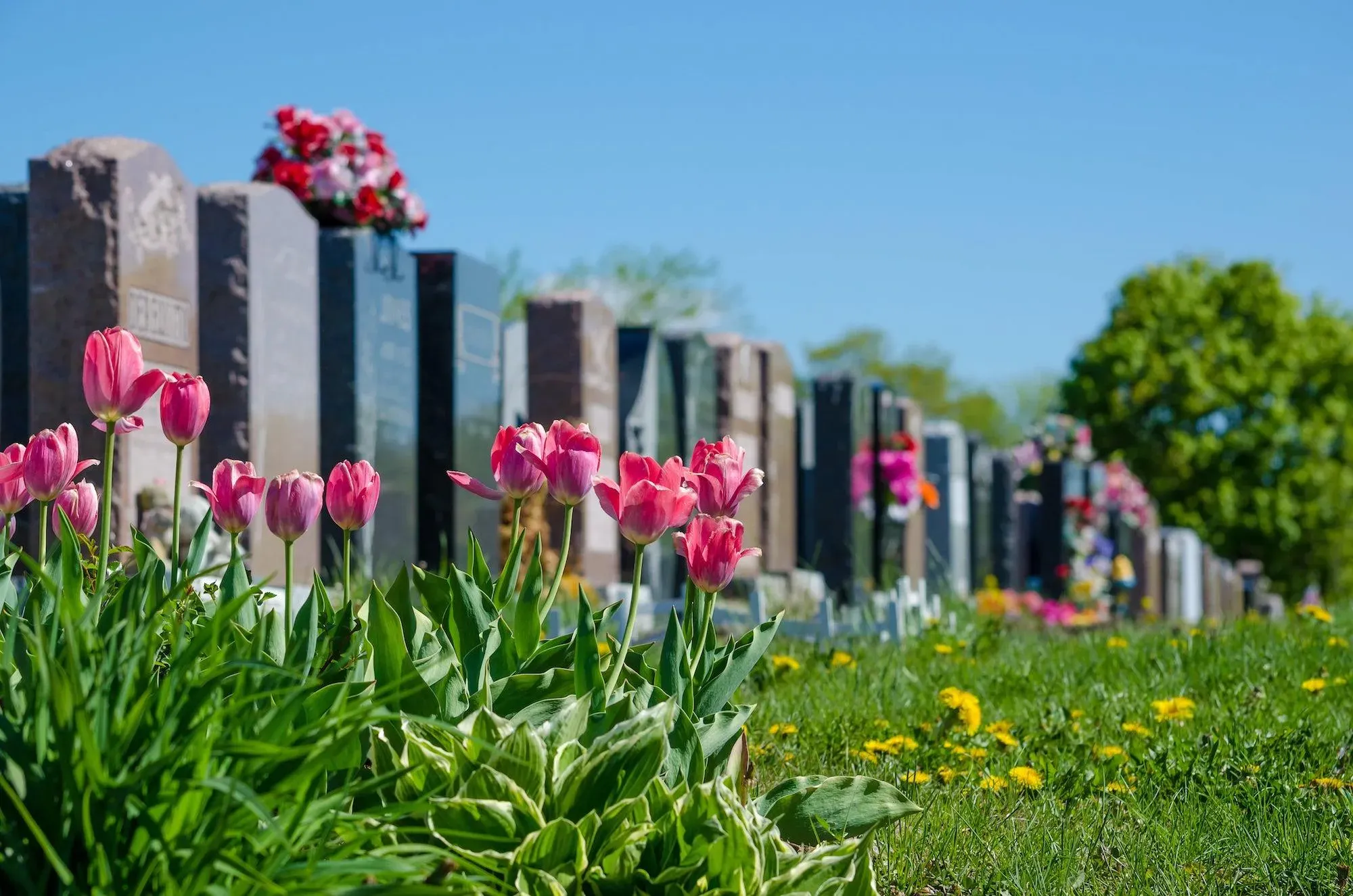 Tulipes roses en fleurs au premier plan devant une rangée de pierres tombales.